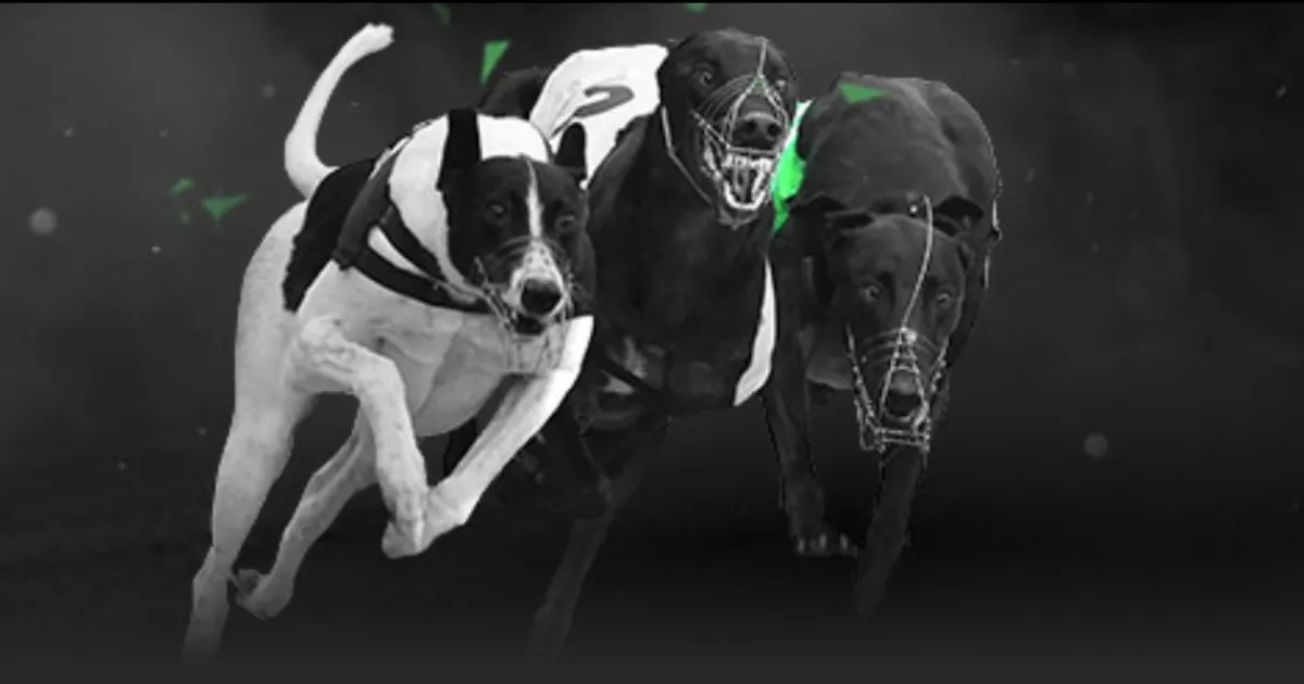 未曾露面于,卡塔尔世界,杯的队伍,彩娱乐,娱乐网站平台,体育娱乐服务,在线互动娱乐,安全娱乐平台